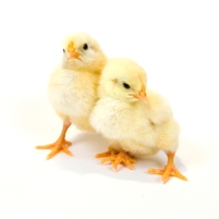 Quality needs attention in UK poultry sector