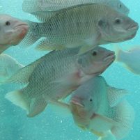 Nutreco to expand fish feed business