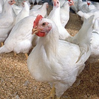 Increased fat digestibility in poultry