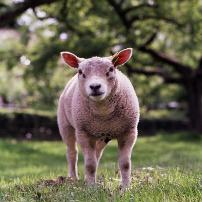 Molasweet palatant boosts lamb growth
