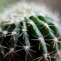 More use of cactus in Chinese animal feed