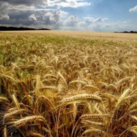 GM crops banned in Switzerland until 2012