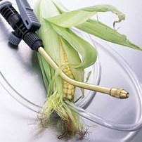 GM-corn in Spain lowers pesticide use