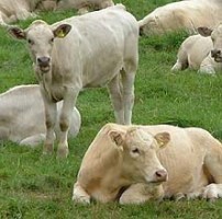 Bovine hormone cuts down methane gas