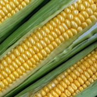 More Thai corn sales after India export ban