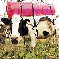 Plastic tank to catch cow farts