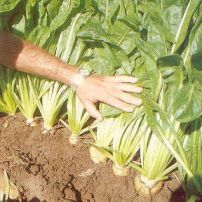 Dried chicory root benefits organic piglets