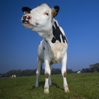 Lallemand develops cattle CD-rom