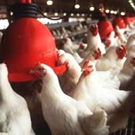 Australian process converts rubbish to chicken feed