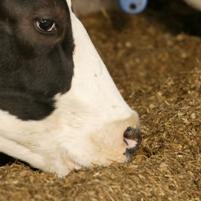 New Zealand produces more dairy feed