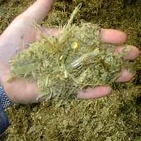 Study on fatty acid composition in silage