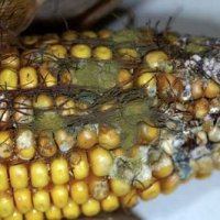 Fast quantitative aflatoxin test approved