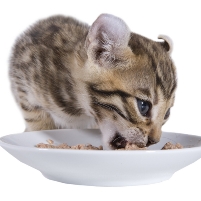 AFIA to sponsor pet food regulatory event