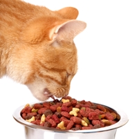 More US pet food via natural supermarkets