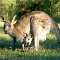 Scientists: step up kangaroo production