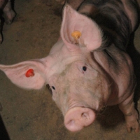 Swine manure may help the environment