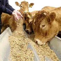 Vietnam: tax cut on animal feed