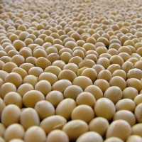 Record soybean harvest expected in India