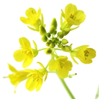 ADM buys rapeseed plant in Germany