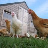 Report on nutrient needs organic chickens