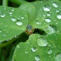 Aussie grain growers not happy with rain