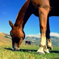 Young horses fed sweets difficult to train