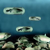 Relation feed and immune response in aqua