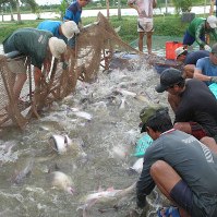 Panga to become the most popular fish