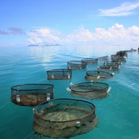 Mineral leaching: a problem in aquaculture?