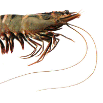 Funding for Queensland Giant tiger prawns