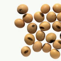 GM soybean variety gets EU approval