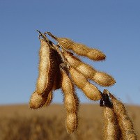 Soy to be banned in parts of Paraguay