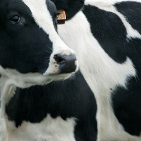 UK company develops ‘green’ dairy diet