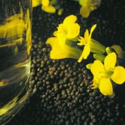 Tasmania profits from GM-free canola