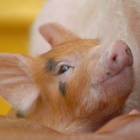 Hyper-immunised eggs for healthy piglets