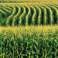 Corn prices near production costs