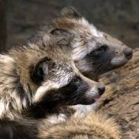 Racoon dogs die from melamine in China