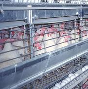 Dutch coop starts wet feeding of poultry