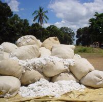 CAT-scanning cotton bales for moisture