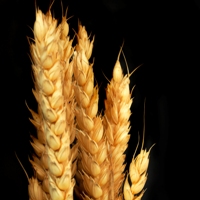 Drop in world wheat crop projected