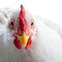 High feed prices kill poultry producers