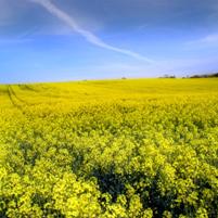 Research study on rapeseed as feedstuff
