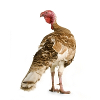 Turkeys thrive better on pelleted feed