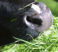 Today’s dairy cows more susceptible