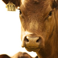 Dioxins spread to Irish beef farms