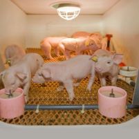 Piglet rescue incubator receives award