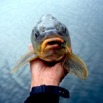 Researchers select genes for resistant carp