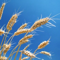 Fungicide use in wheat can be reduced