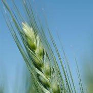 USDA cuts Australian wheat estimate