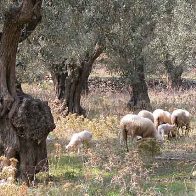 Feeding olive residue improves milk quality